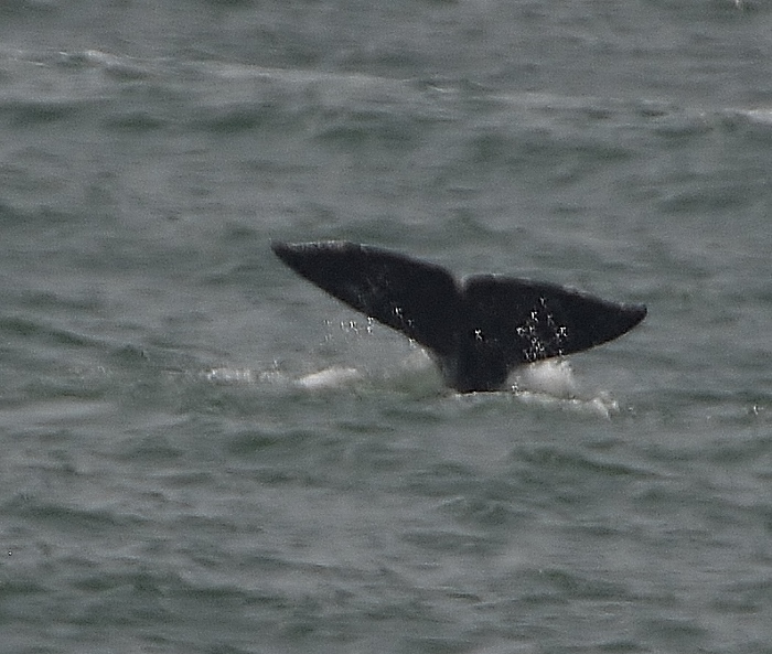 whale fluking